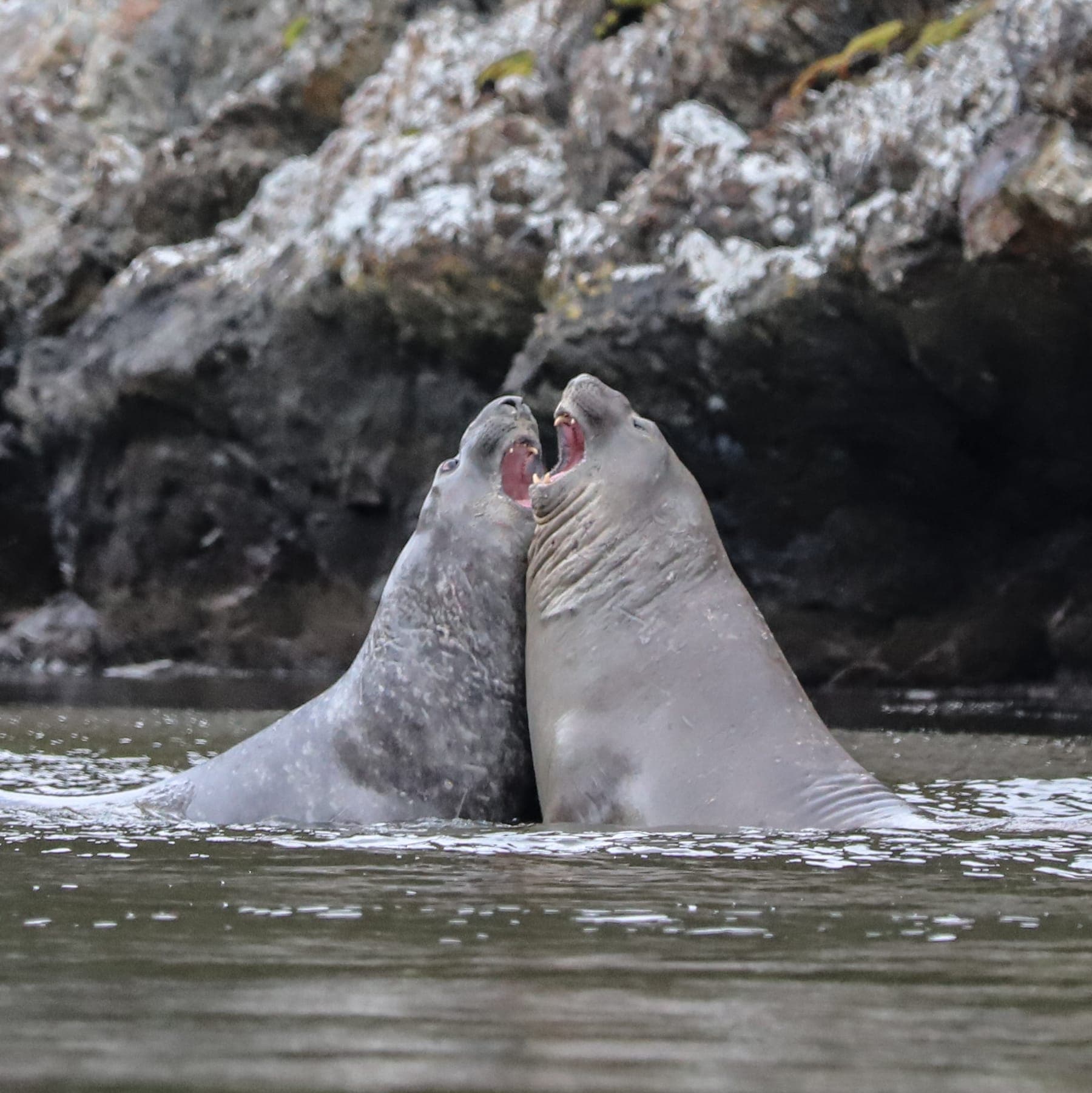 Bahía Jackson, Cordillera Darwin, Tierra del Fuego