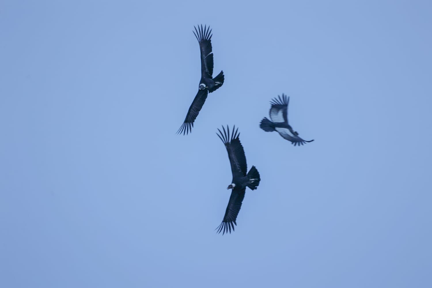 Cóndores, Cordillera Darwin, Tierra del Fuego