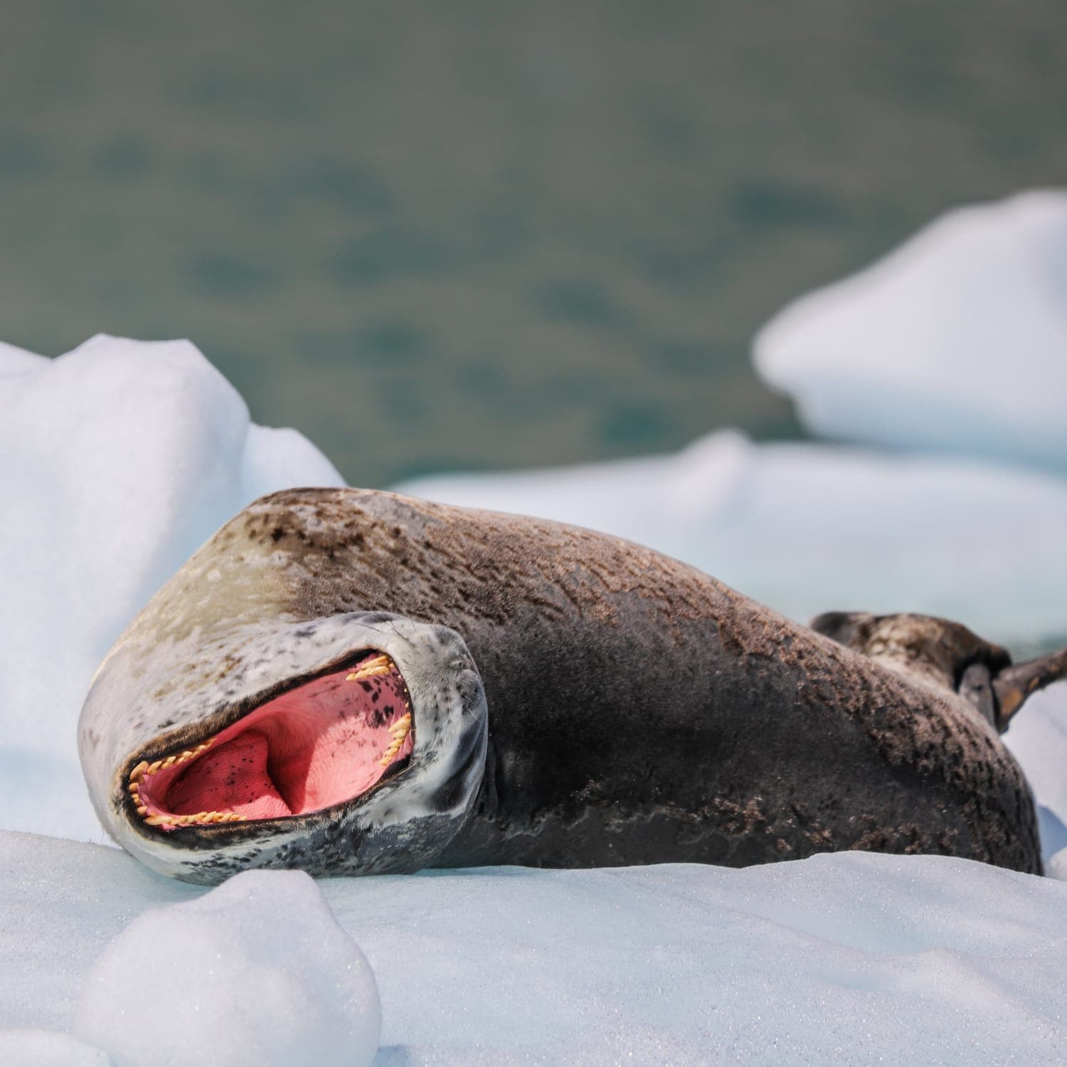 Foca Leopardo, Cordillera Darwin, Tierra del Fuego