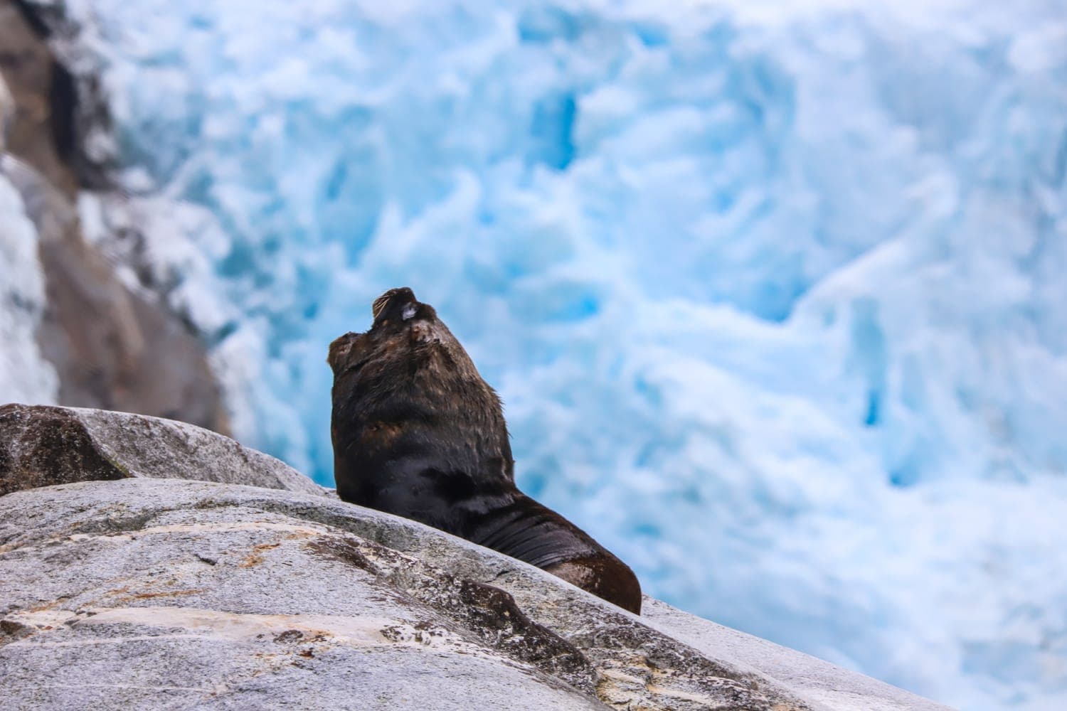 Lobo Fino Austral, Cordillera Darwin, Tierra del Fuego